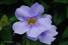 Thunbergia grandiflora